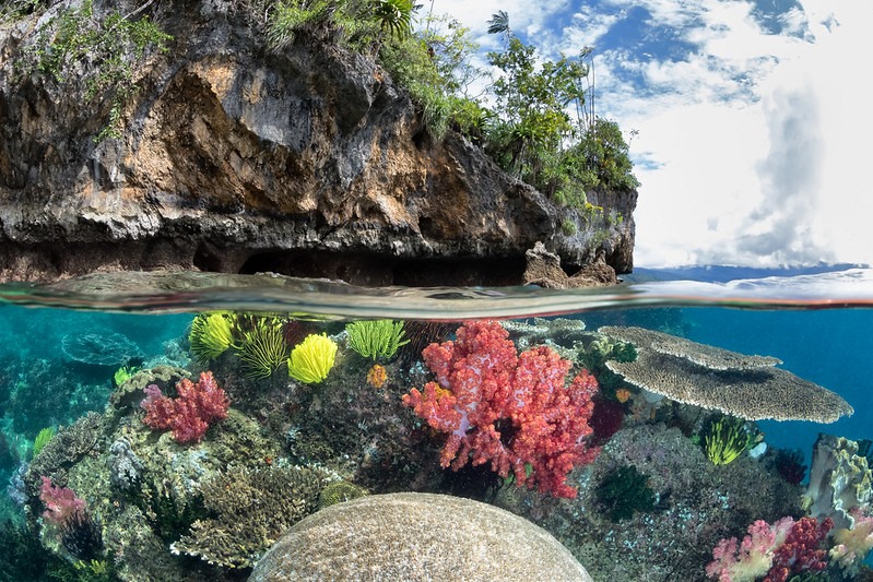 Scuba diving coral reef of Indonesia with Gaia Love