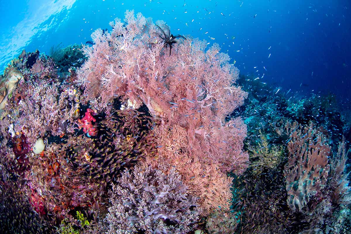 Scuba diving coral reef of Indonesia with Gaia Love