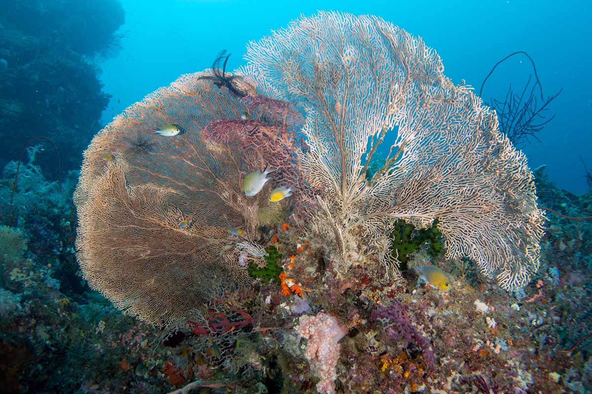 Scuba diving coral reef of Indonesia with Gaia Love