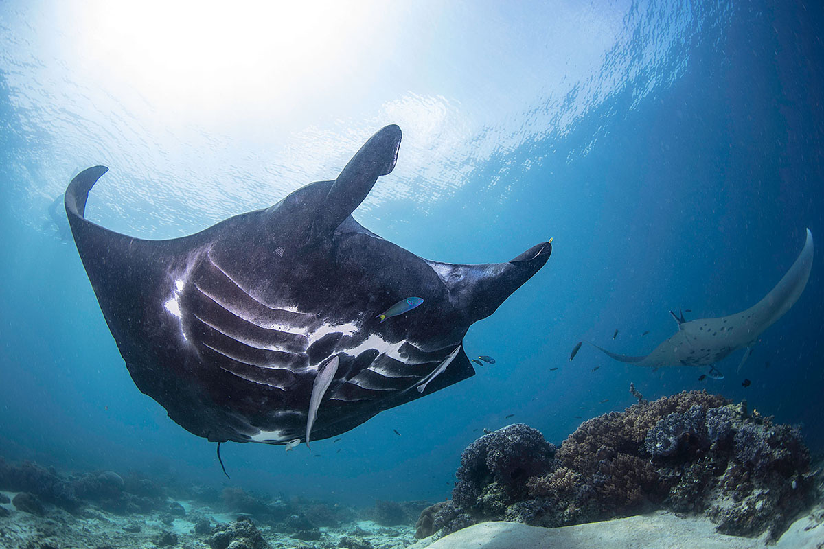 Manta dive in Indonesia with Gaia Love
