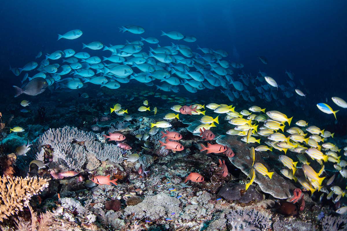 Scuba diving coral reef of Indonesia with Gaia Love