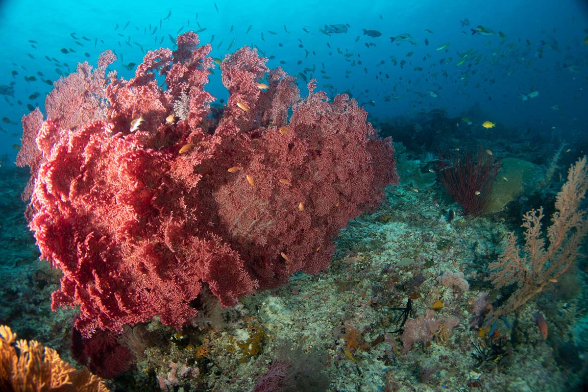 Scuba diving coral reef of Indonesia with Gaia Love