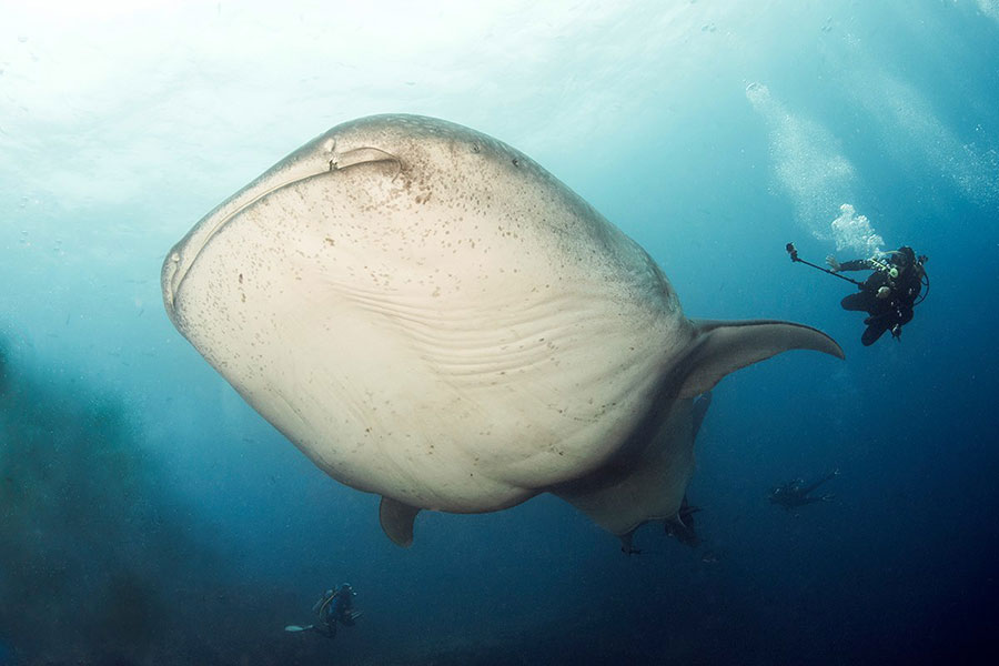 Diver and whale shark in Galapagos