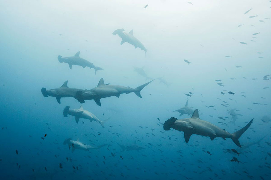 Hammerhead shark in Galapagos