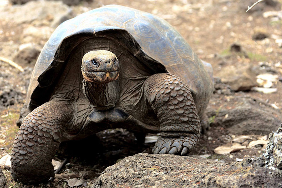 Giant tortoise in Galapagos