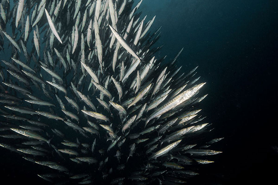 School of Barracuda fish in Galapagos