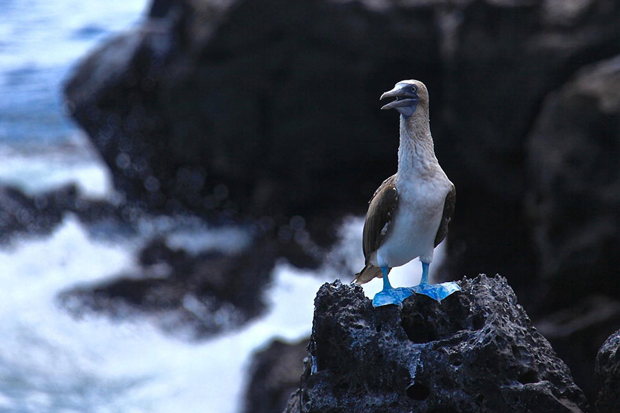 Galapagos blue-footed booby
