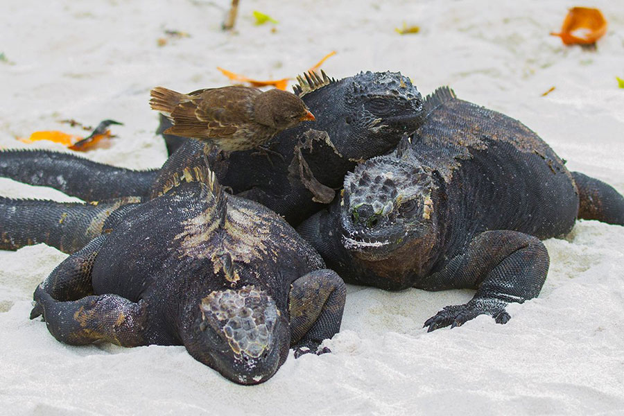 Galapagos marine iguanas and pinch
