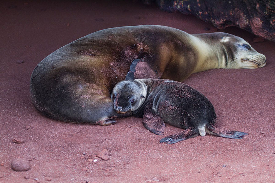 Seal and calf in Galapagos