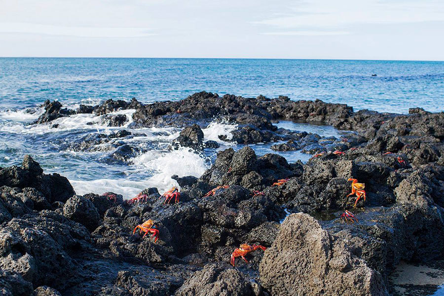 Galapagos Sally Lightfoot crab
