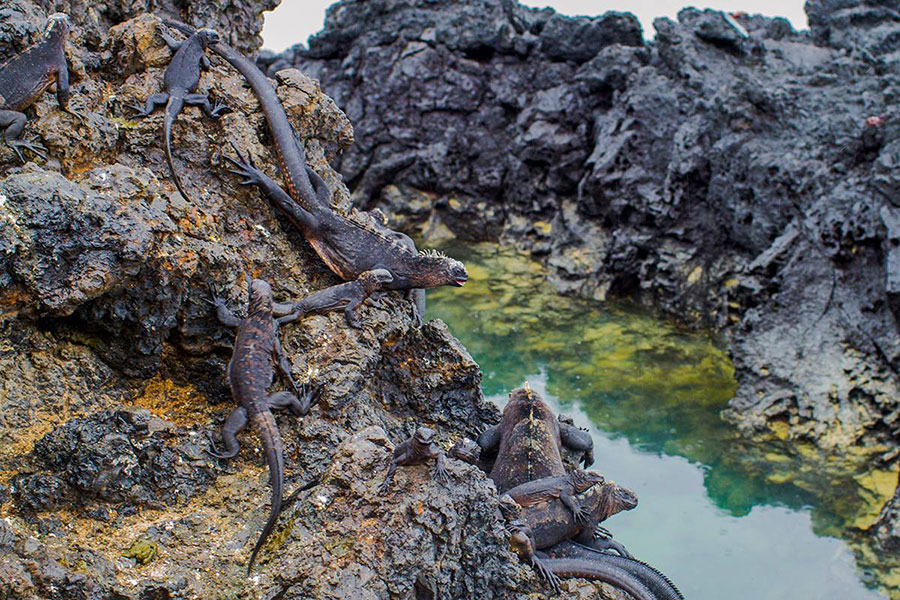 Galapagos marine iguanas on the rocks