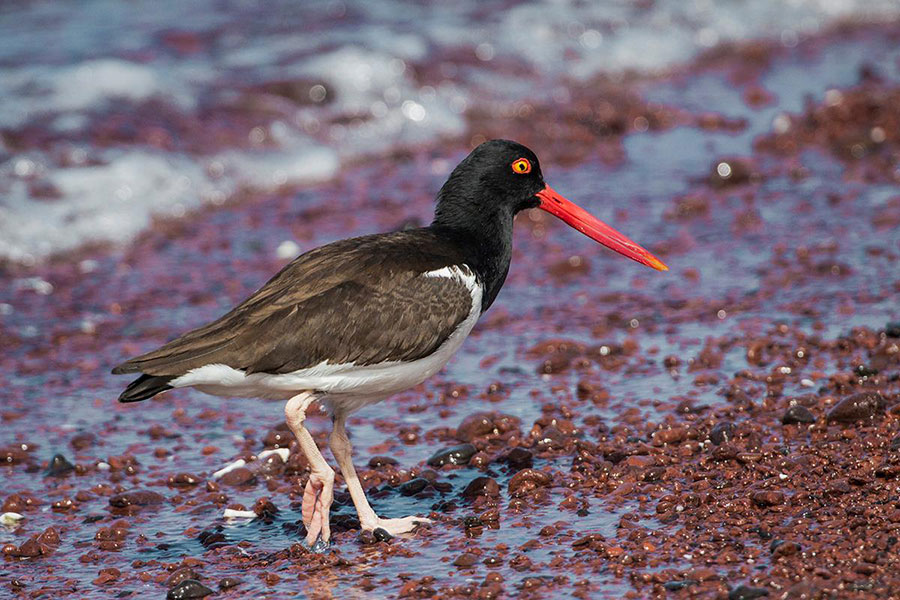Galapagos Oyster catcher