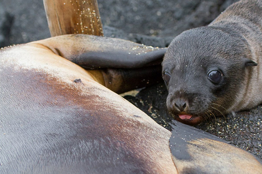 Seal cub in Galapagos