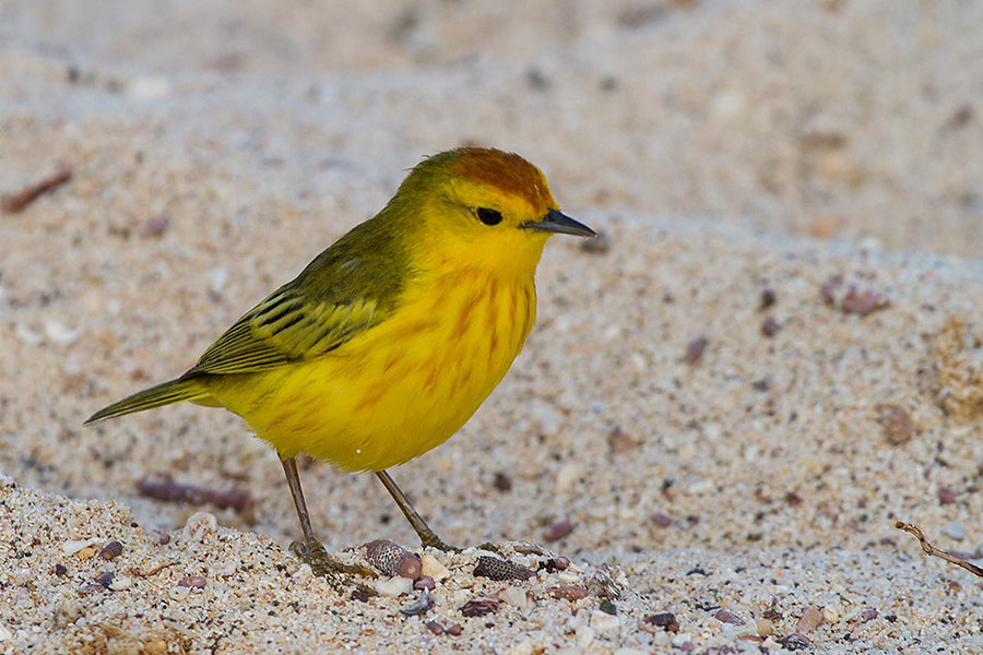 Yellow warbler in Galapagos