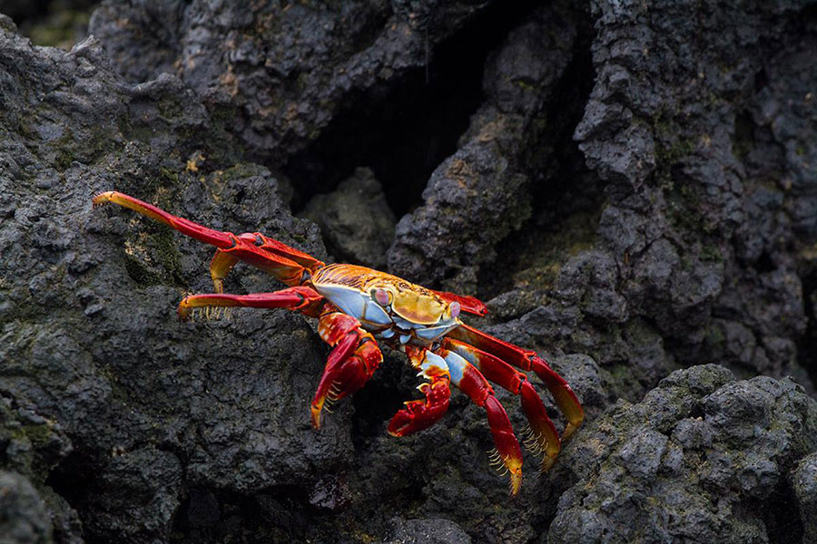 Galapagos Sally Lightfoot crab