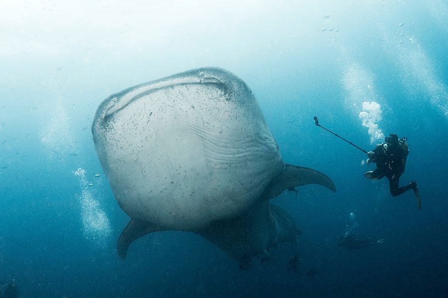 Galapagos whale shark season