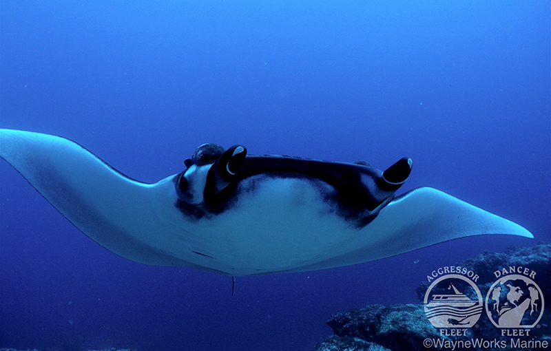 Galapagos manta season
