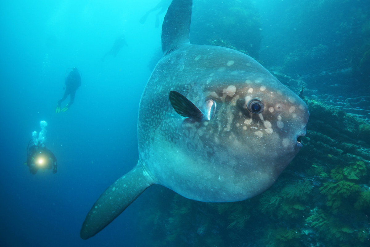 Galapagos Mola mola season