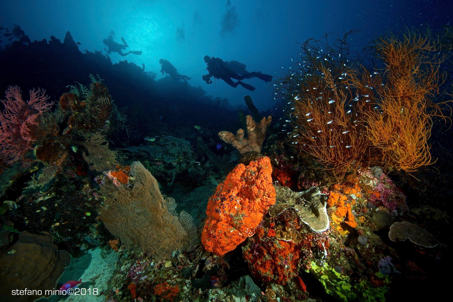 Scuba diving in Halmahera pristine coral reef