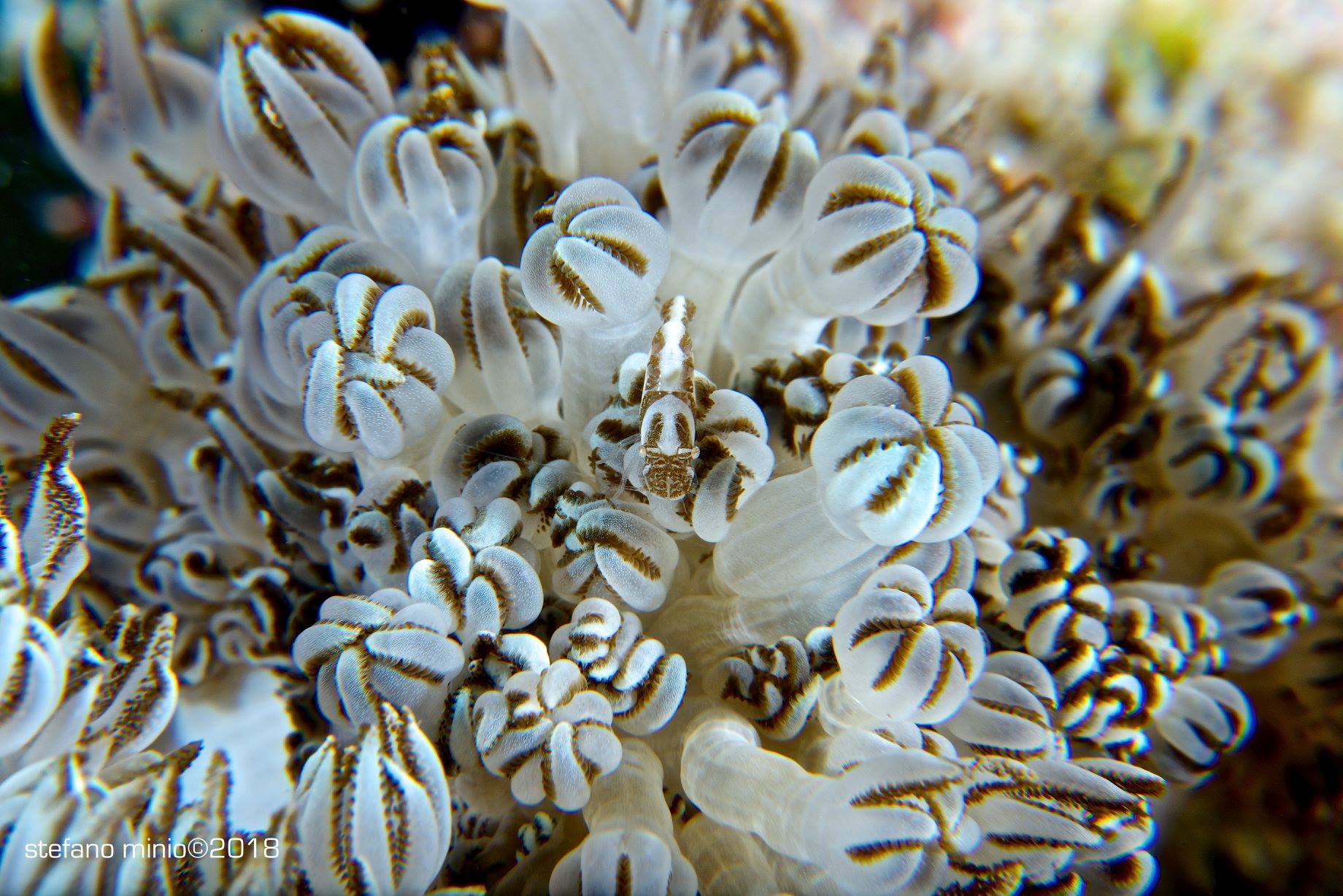 Shrimp mimics anemone in Halmahera