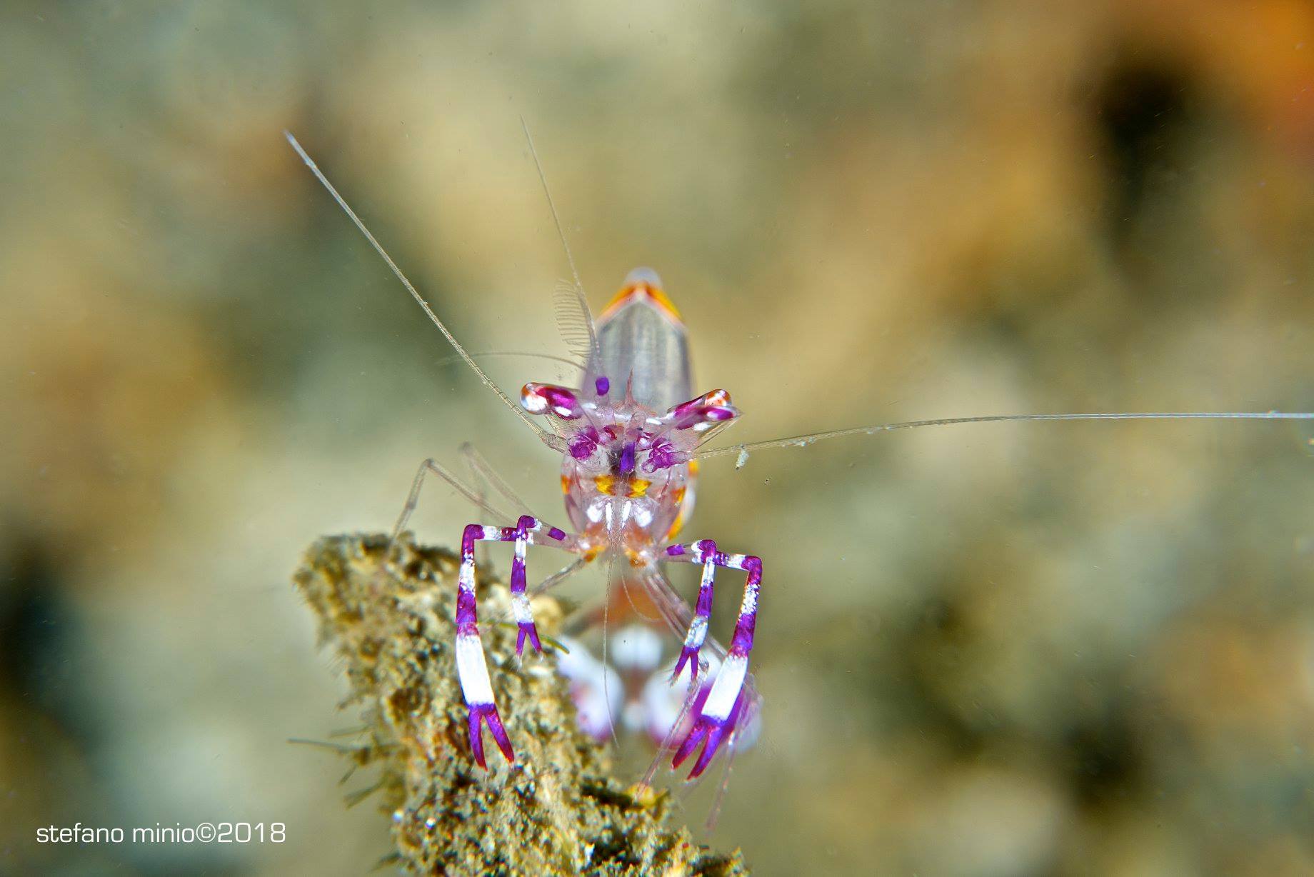 Cleaner shrimp in Halmahera