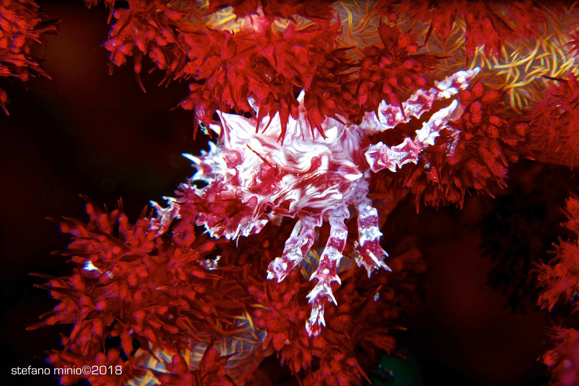 Hoplophrys oatesi in Halmahera