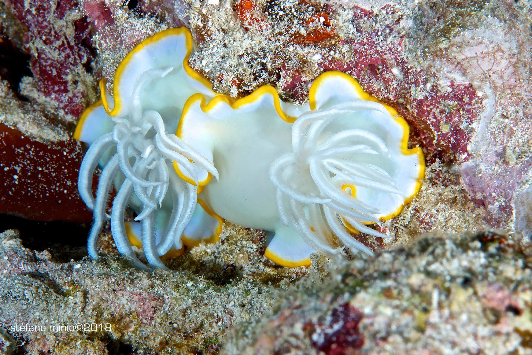Ardeadoris egretta mating in Halmahera