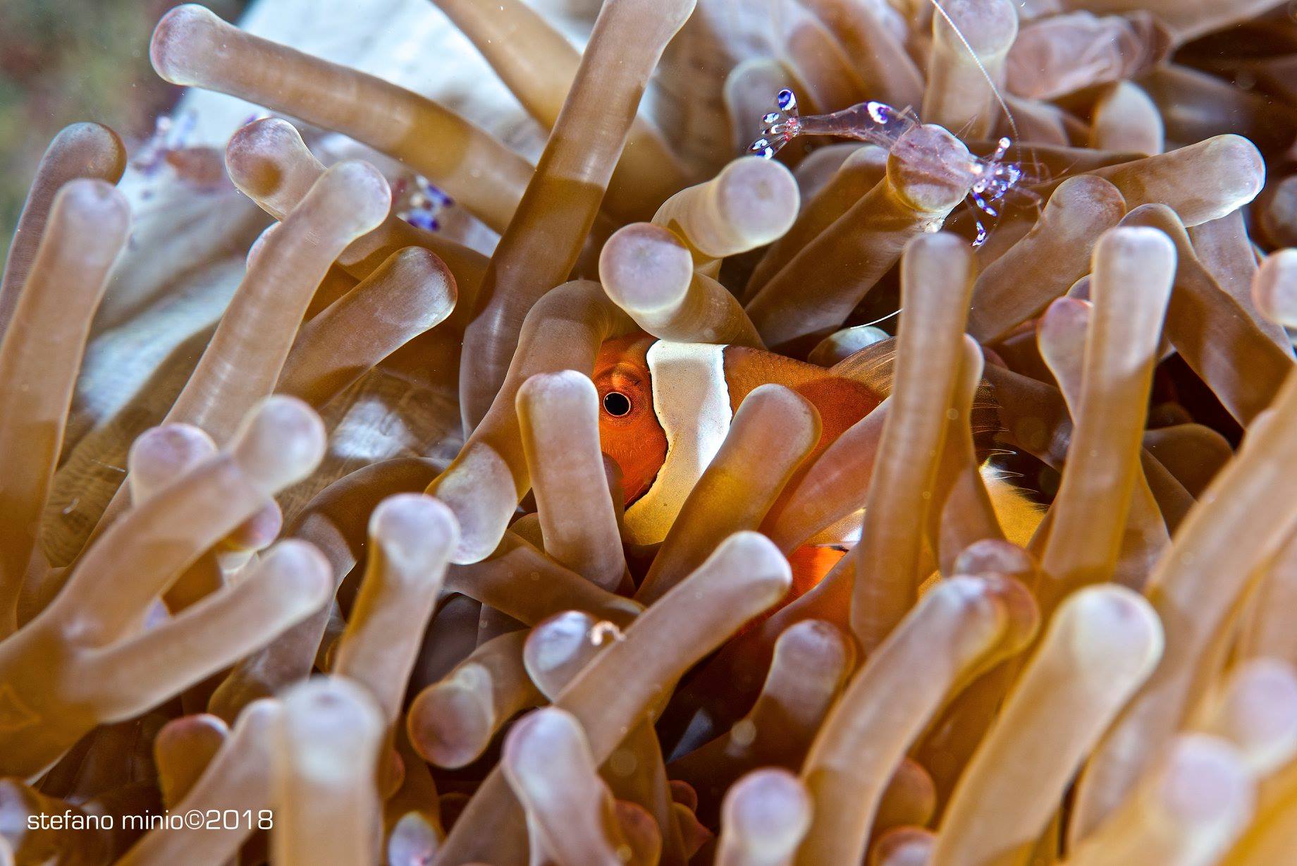 Symbiosis clown fish in anemone and Periclemes Saravasti shrimps