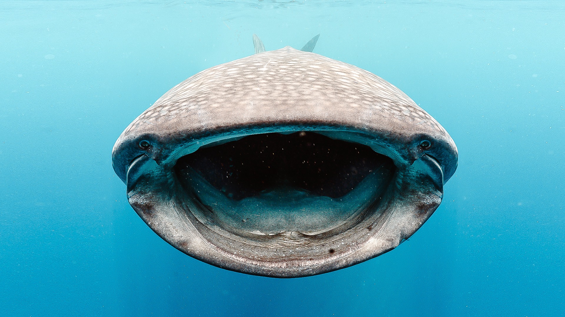 Whale shark diving in Indonesia with Ilike Liveaboard