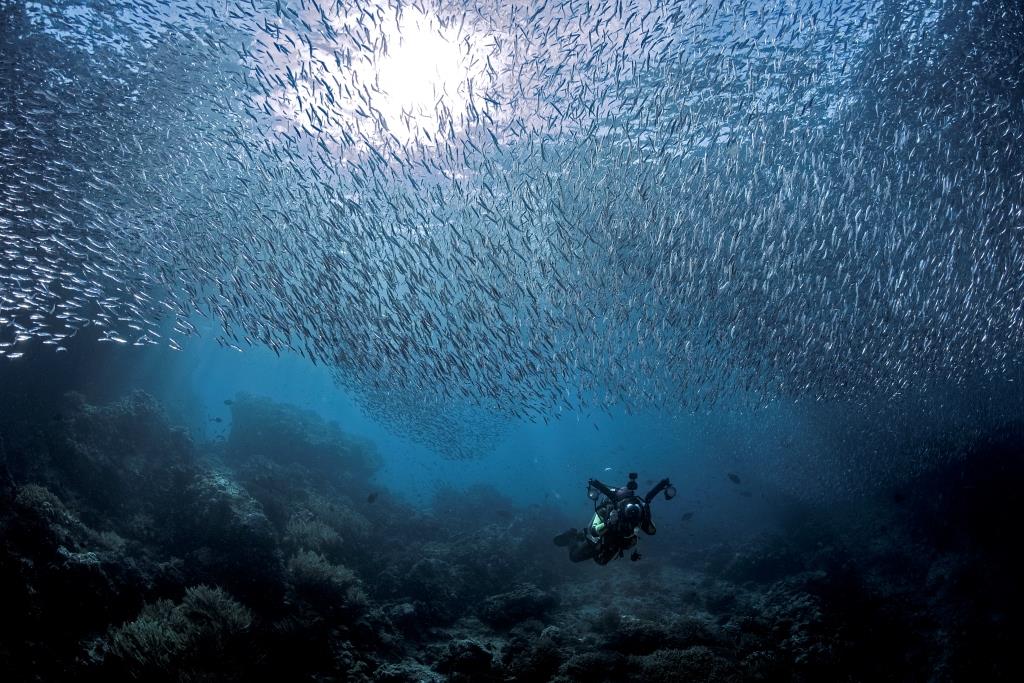 Cruises for divers in Indonesia with Ilike Liveaboard