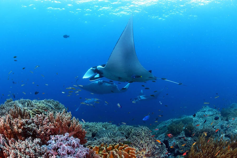 Diving with mantas in Indonesia on Ilike Liveaboard