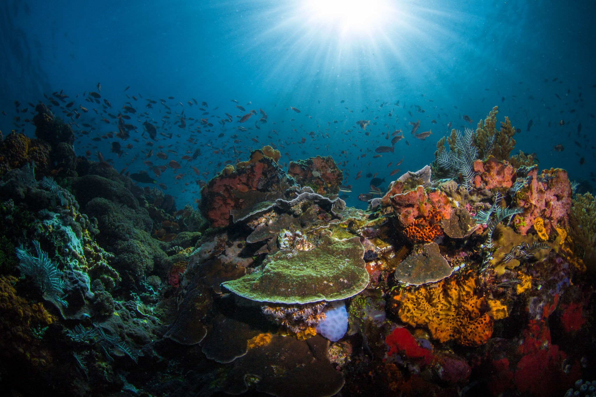 House reef at Kalimaya Dive Resort