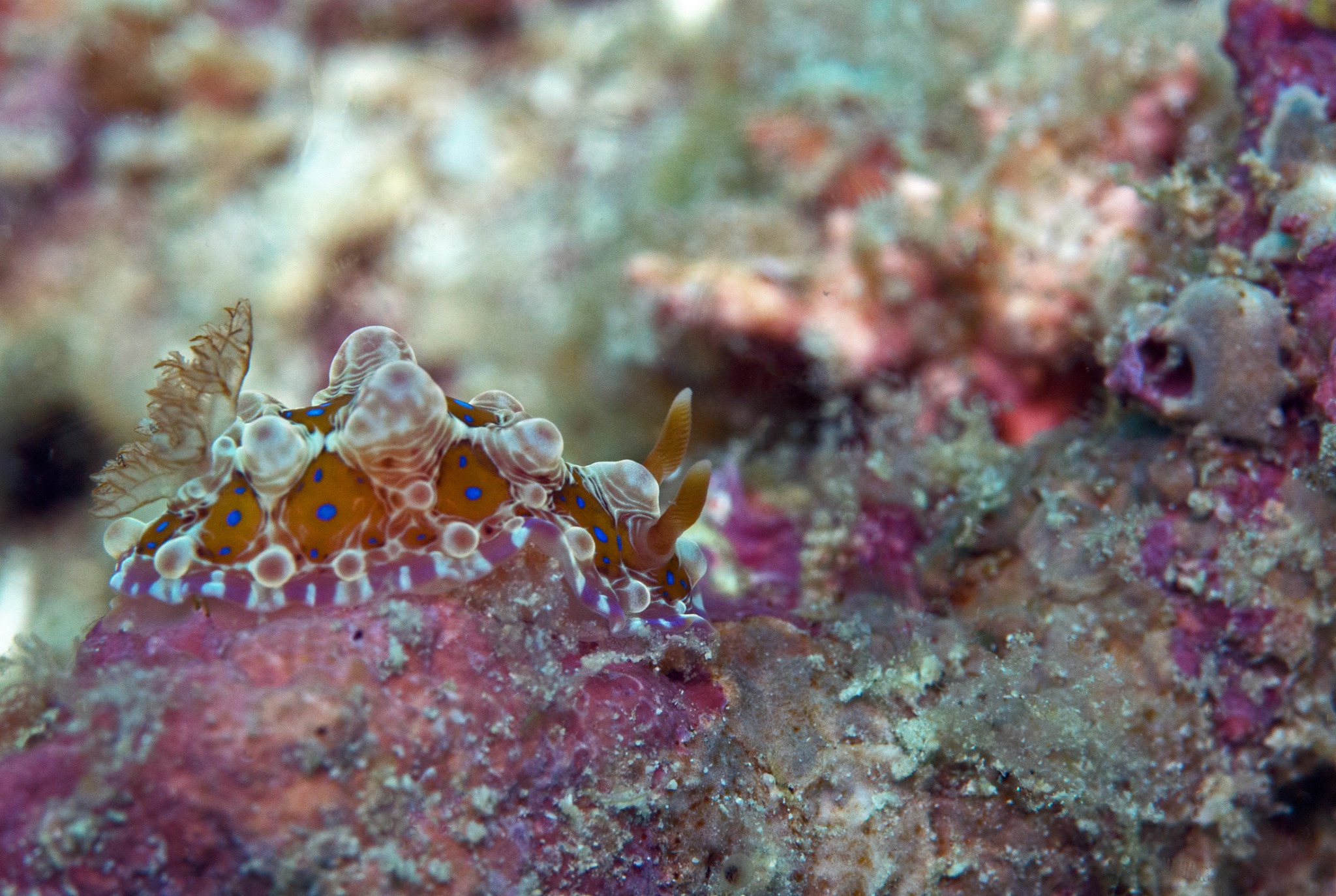 Dendrodoris at Kalimaya Dive Resort