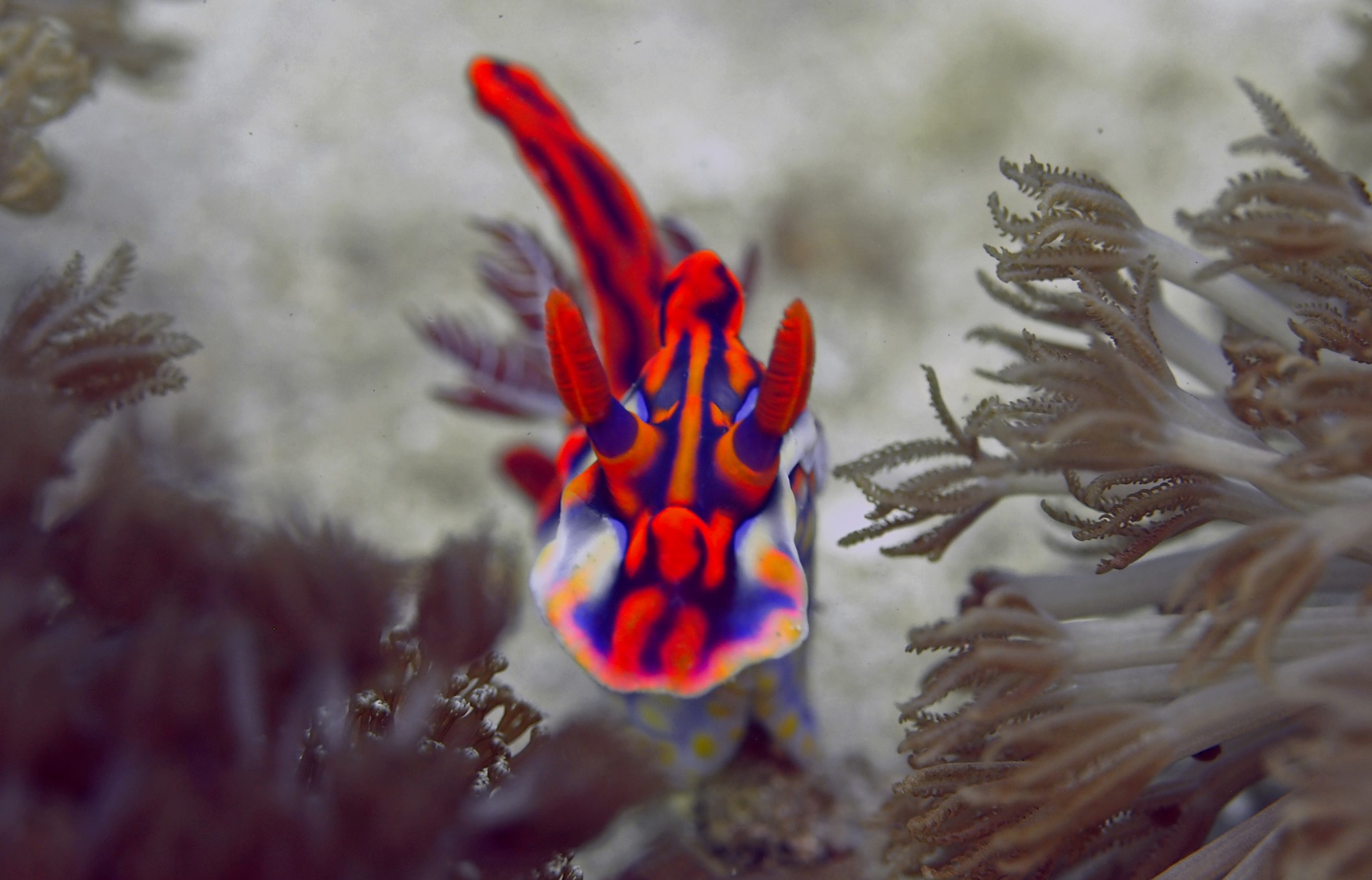 Nudibranch at Kalimaya Dive Resort