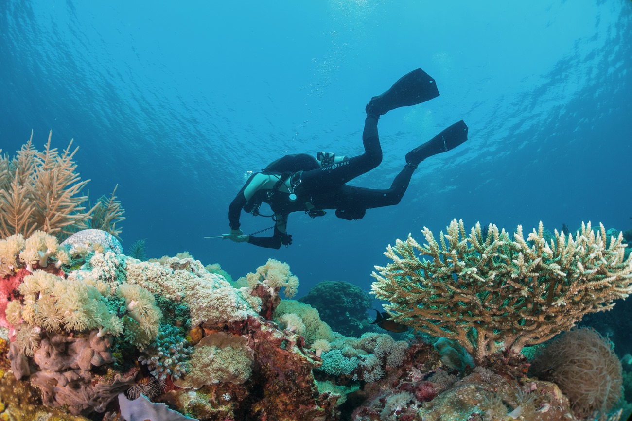 House reef at Kalimaya Dive Resort