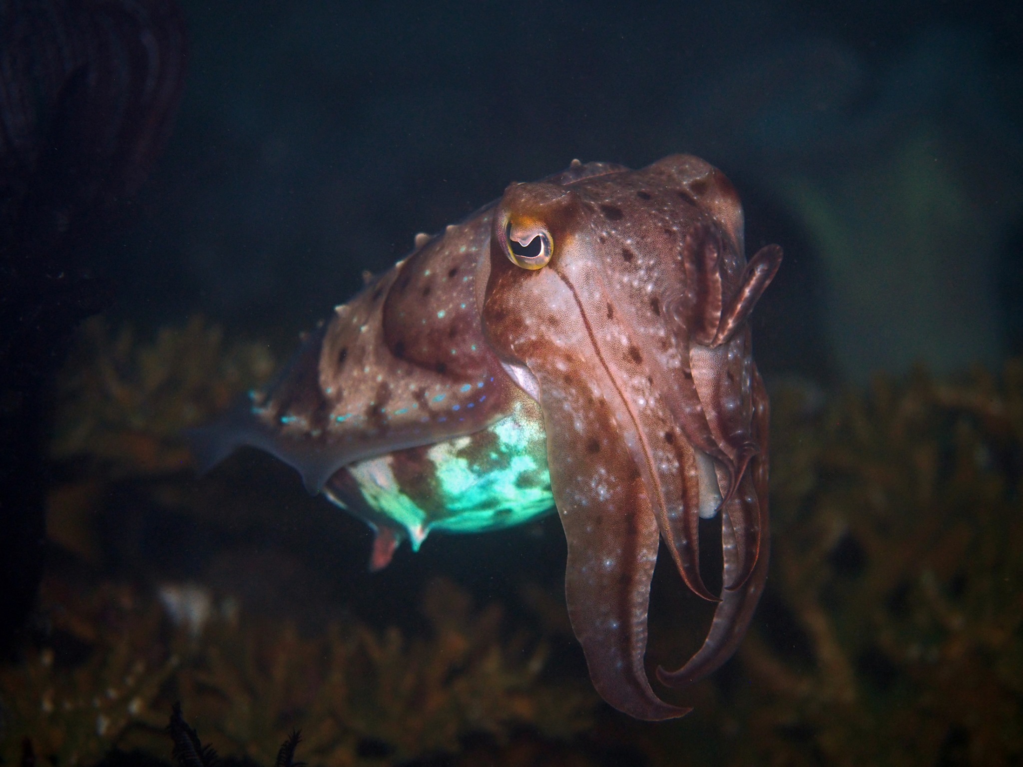 Cuttlefish at Kalimaya Dive Resort