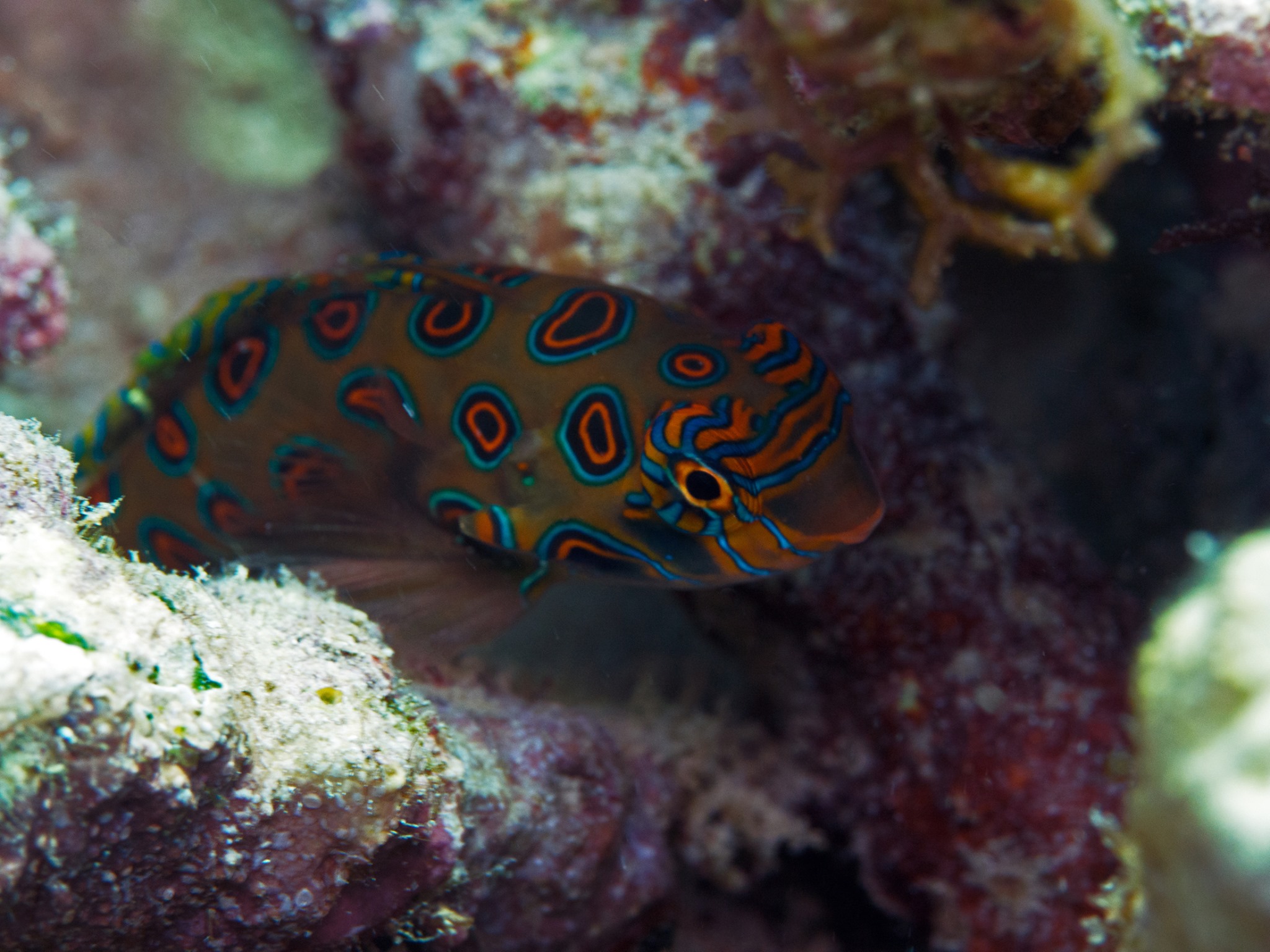 Dragonette at Kalimaya Dive Resort