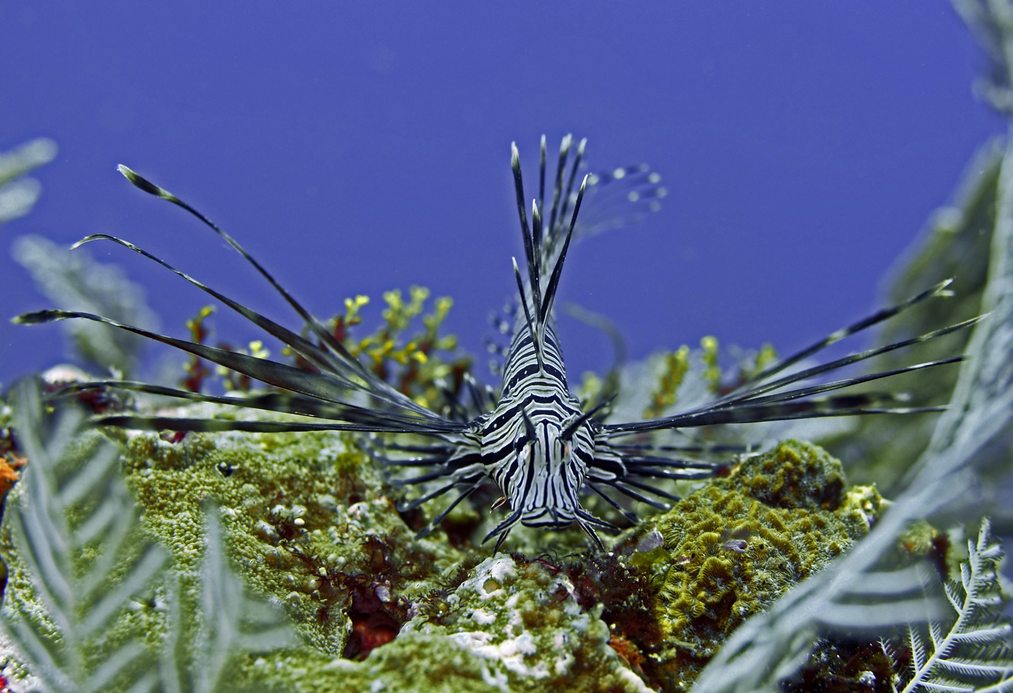 Lionfish at Kalimaya Dive Resort