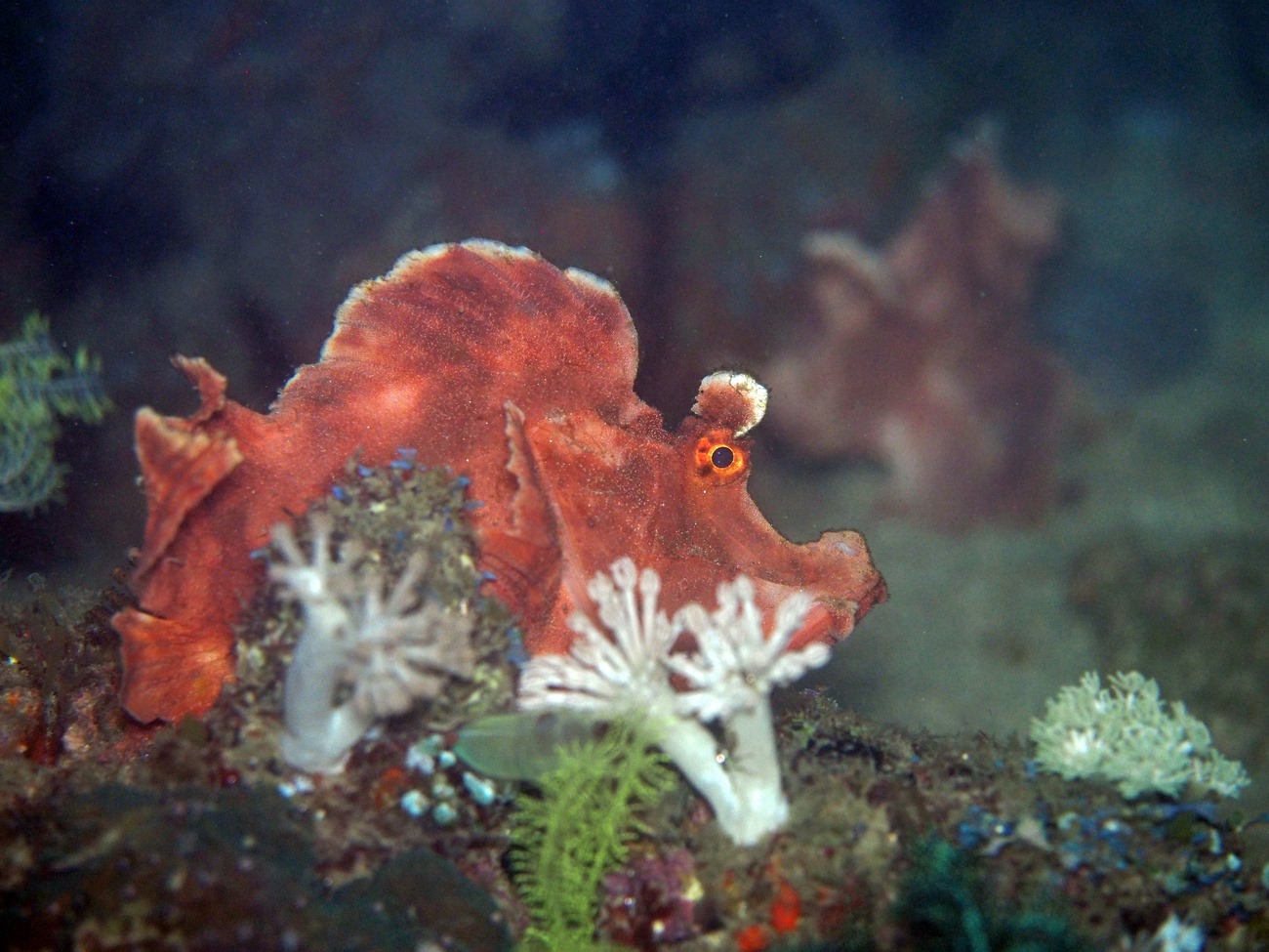 Paddle flap scorpionfish at Kalimaya Dive Resort