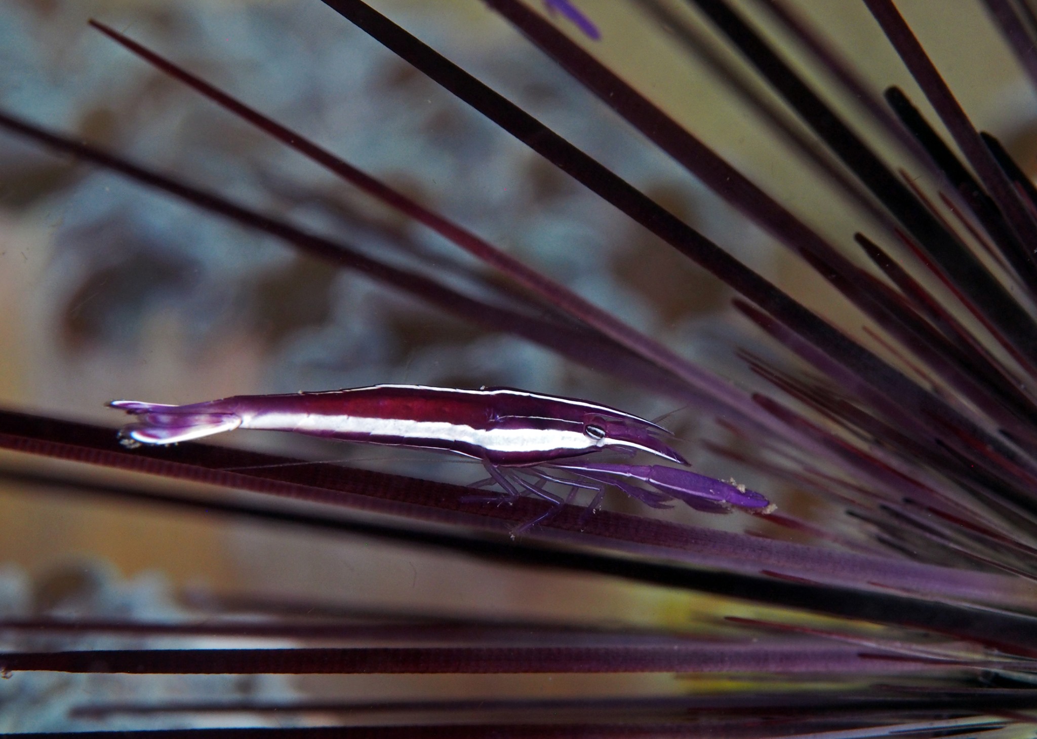 Purple urchin shrimp at Kalimaya Dive Resort