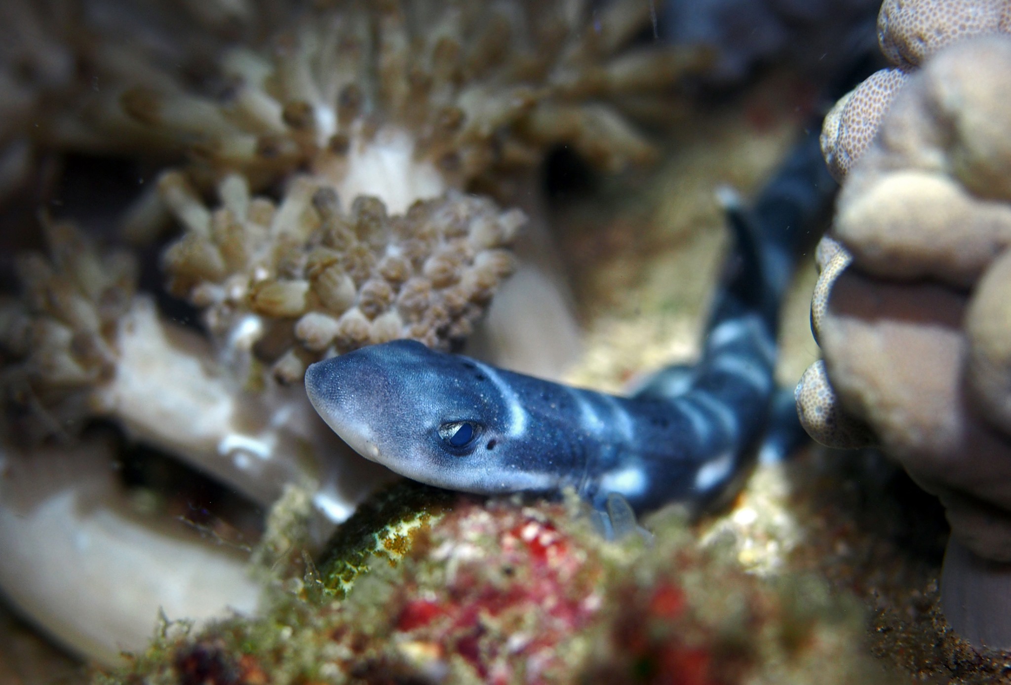 Banded bamboo shark at Kalimaya Dive Resort