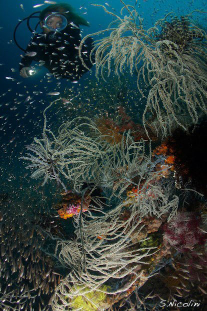 House reef at Komodo Resort