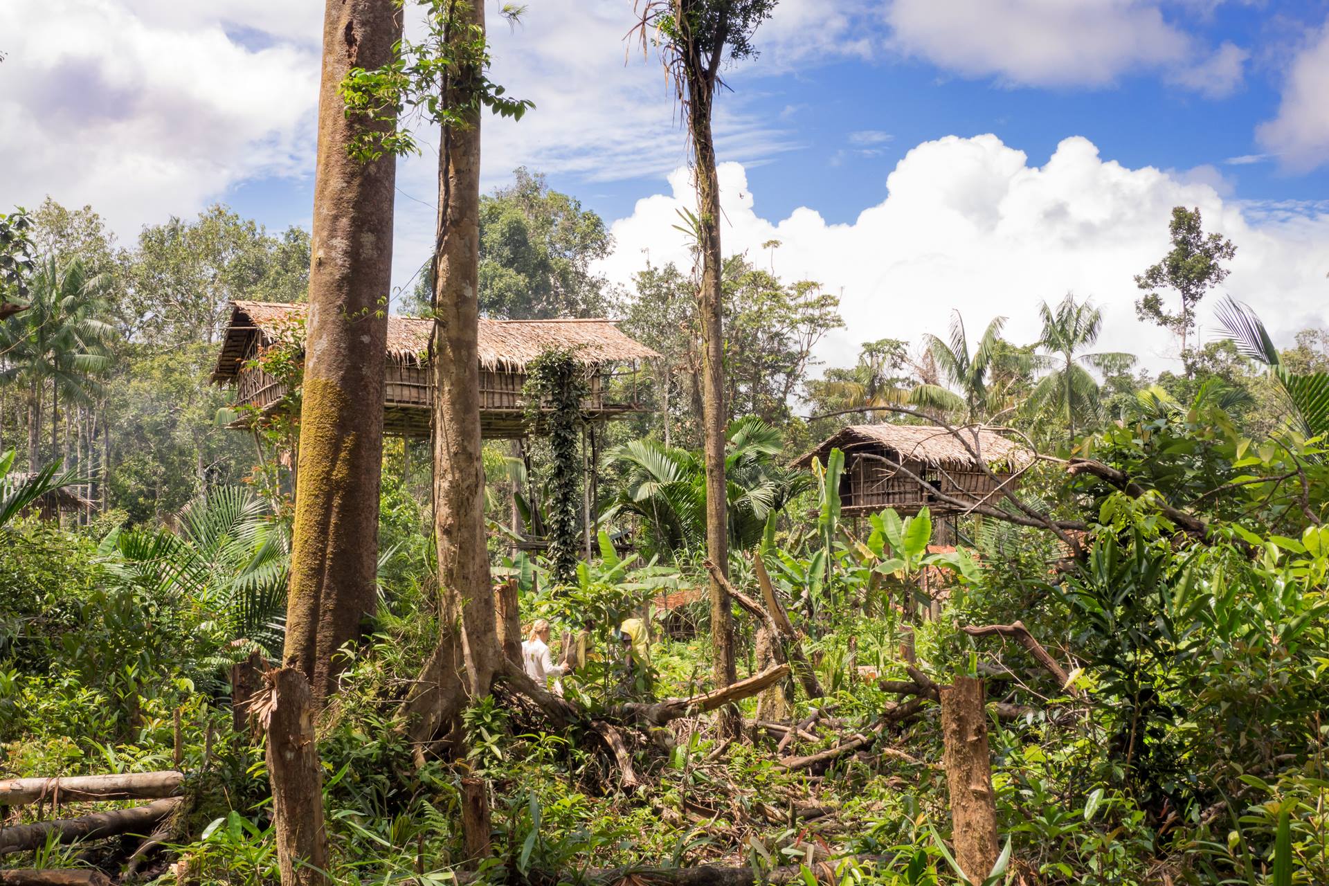 Korowai tree house