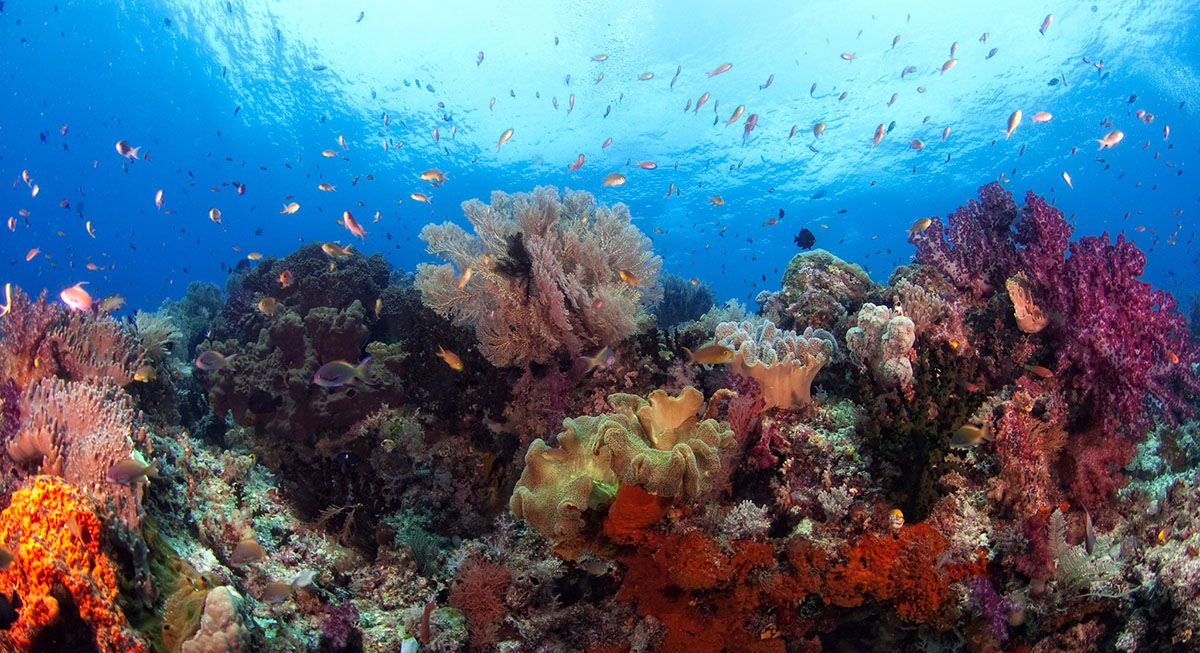 House reef at Kri Resort and Sorido Resort
