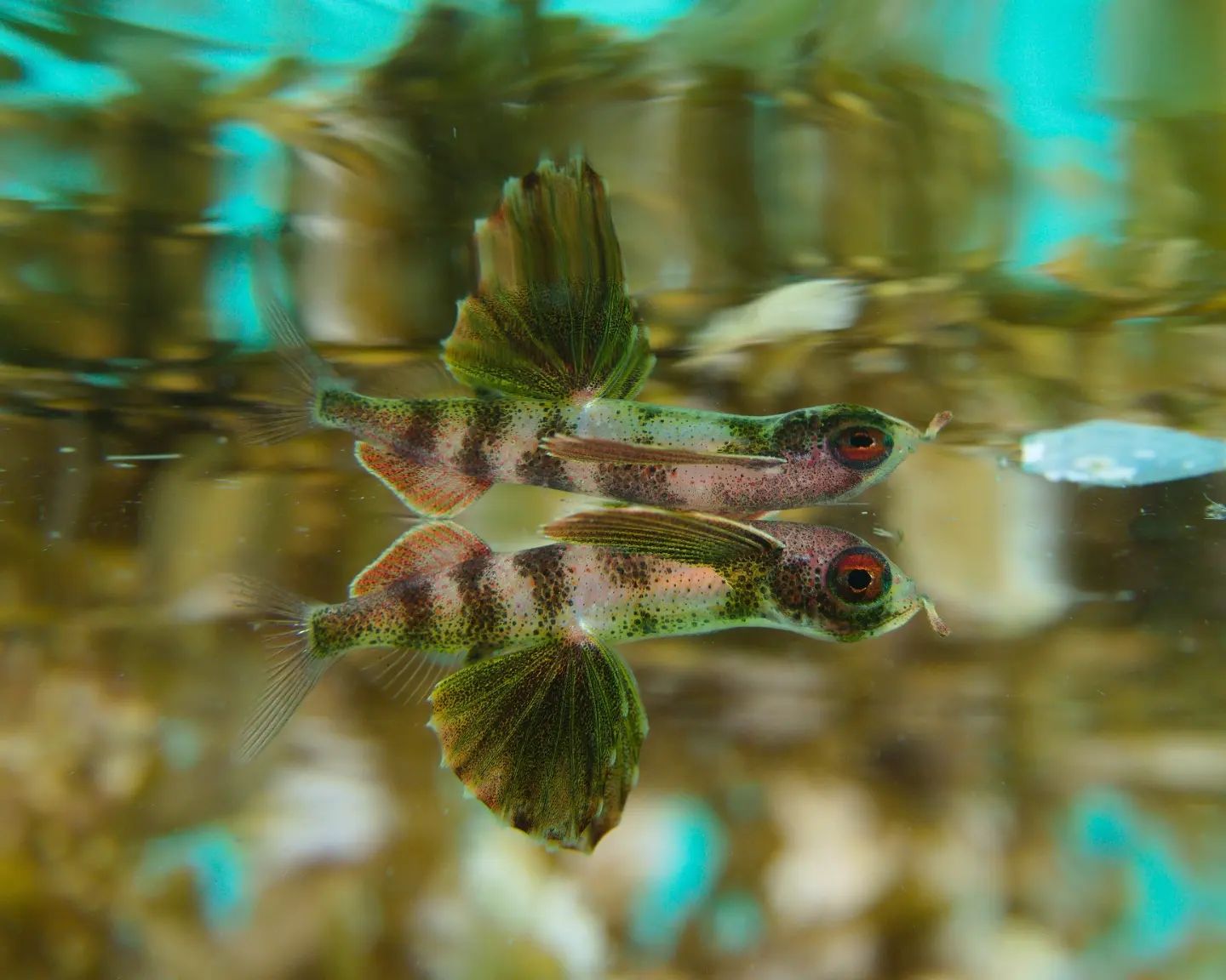 Underwater refections at Kri Resort and Sorido Resort