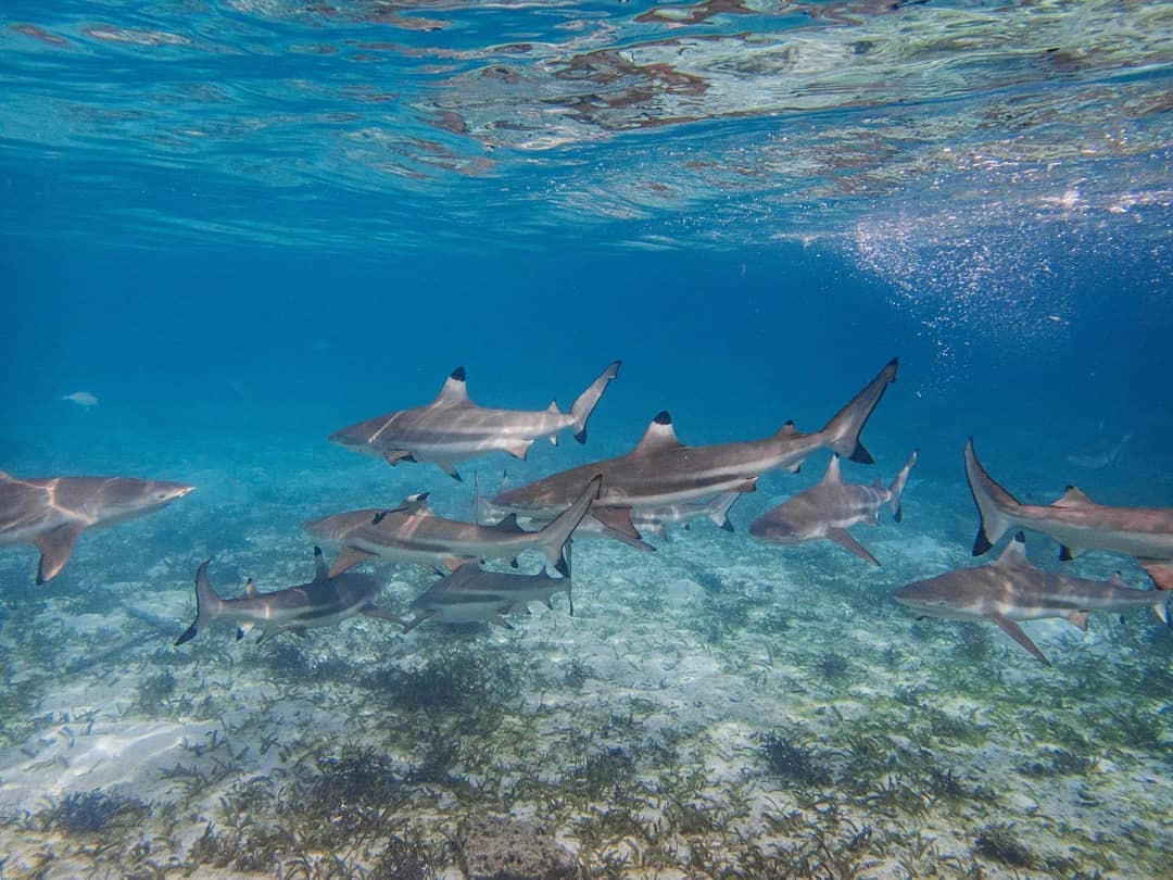 Shark sanctuary at Kri Resort and Sorido Resort