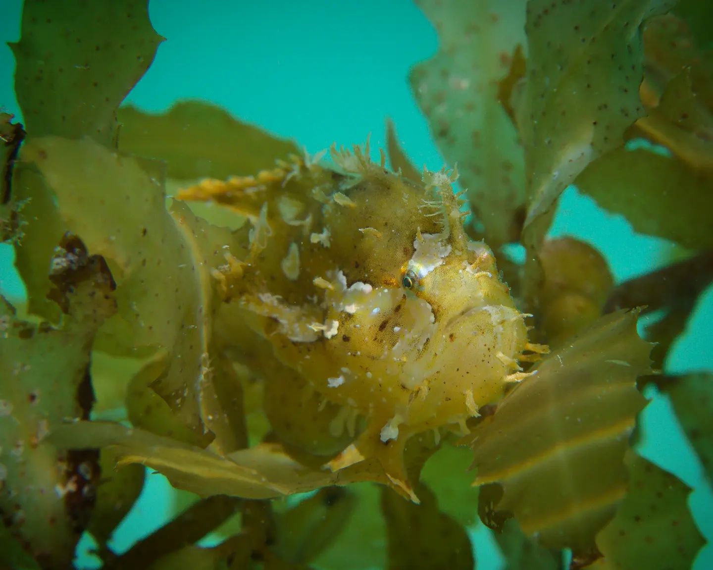 Sargassum fish at Kri Resort and Sorido Resort