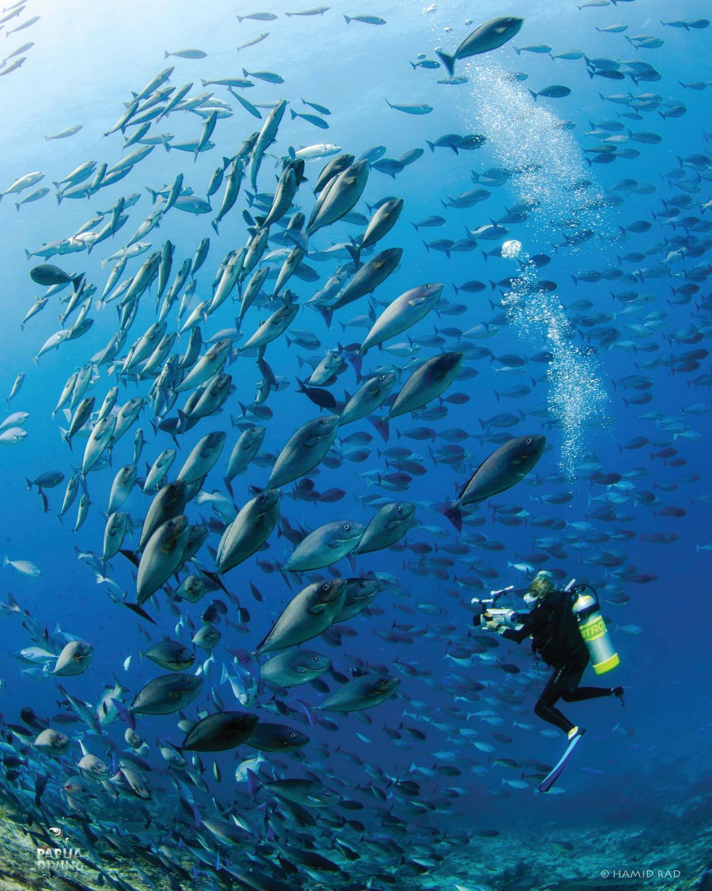 School of carangidae at Kri Resort and Sorido Resort