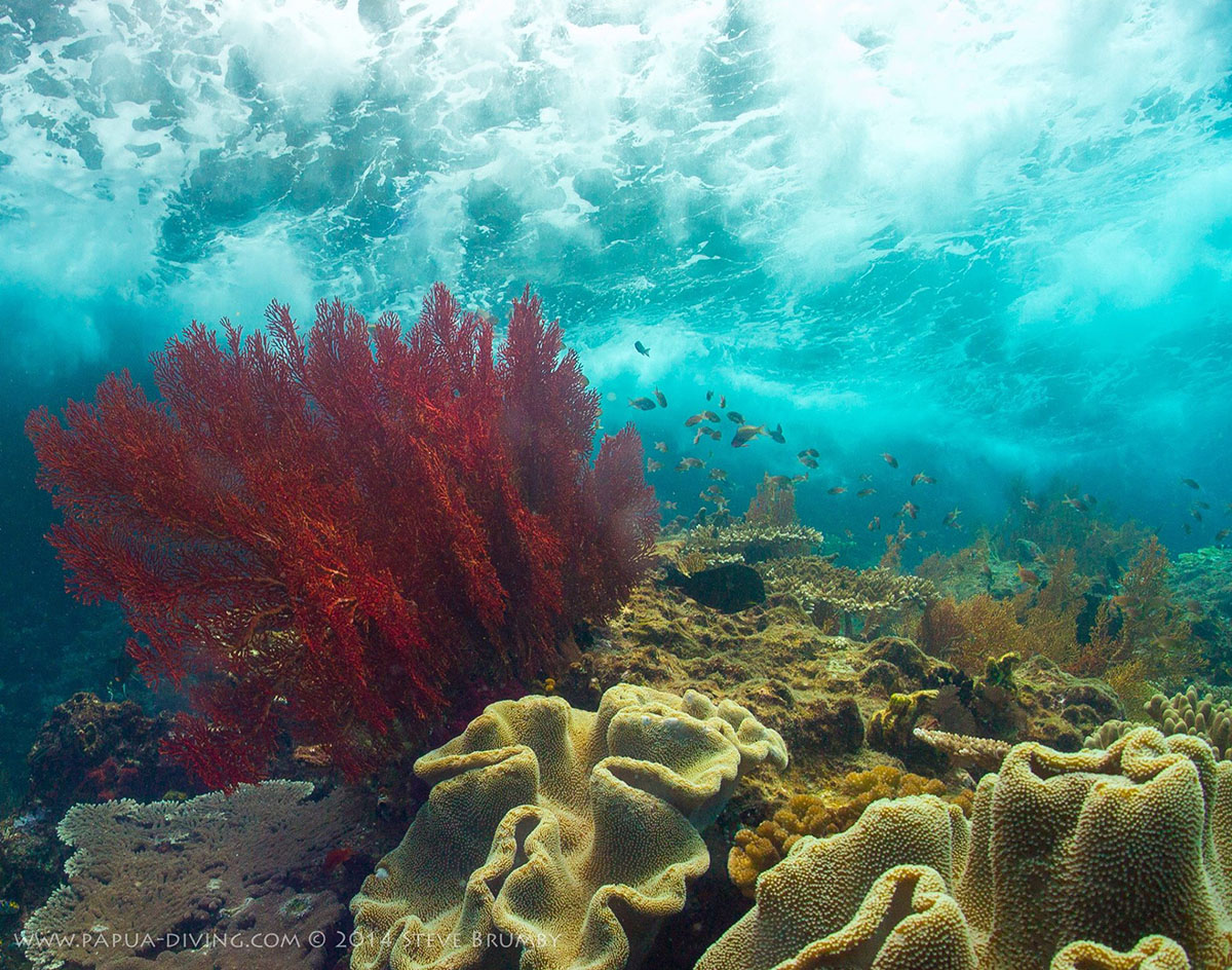 House reef at Kri Resort and Sorido Resort
