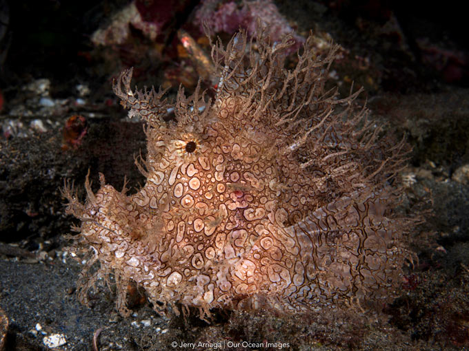Dive cruises in Indonesia with Mermaid Liveaboard